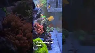 Who else is addicted to reef tanks? 🖐️