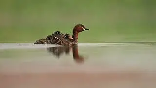 Bird photography video shot on Nikon Z 9