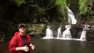 Polarizing filters & the rainforest