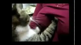 One Minute of Laughter
