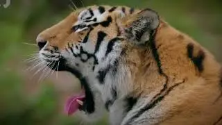 asal usul harimau