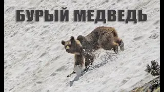 Опасен ли Кавказский Бурый медведь после спячки?