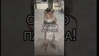 бизьяны 