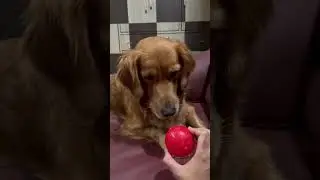 The Golden retriever and the red ball #puppy #goldens #retriever #goldenretiever #cute #doglover