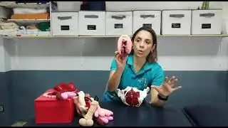 TIPOS DE CONTRACCIONES DEL SUELO PELVICO