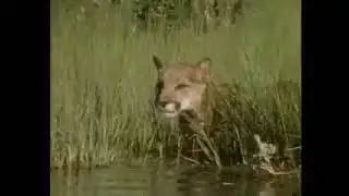 Cougar Cub vs Young Bear