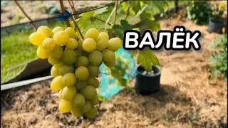 Grapes. VALEK variety. Full description and growing recommendations / Grape varieties