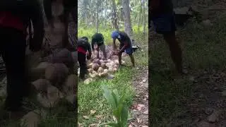 Harvesting coconuts, ￼￼