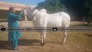 big kheera with big body structure....heavy tyari ho ri iski...MashAllah ❤️