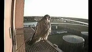 Peregrine Falcons in Zwolle Friday February 15, 2008