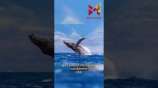 У китов есть сознание! Во всяком случае, новозеландский король считает именно так.