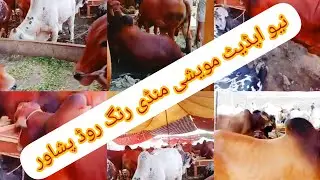 new updates/7 Most Expensive And Biggest Bulls in Pakistan