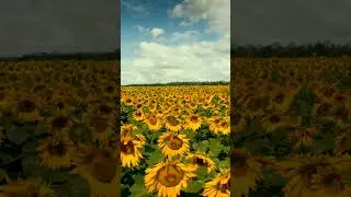 Sky Replacement in Video #skyreplacement #effects #sky #replacement