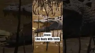 This Species Of Crocodile Is One Of The Most Dangerous Animals On The Planet.