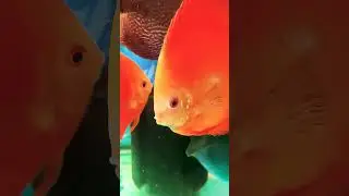 #monsterfish