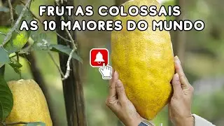 Conheça as MAIORES FRUTAS do Mundo! Prepare-se para se Impressionar