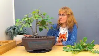 Бонсай из дубов (ч.19).