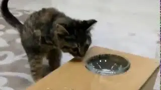 Disabled Kitten Who Lost Her Front Legs In Dog Attack Gets Special Table To Help Her Walk Again