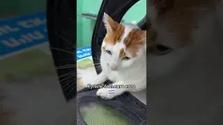 Купили кота в Израильском приюте