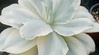 Полюбите суккуленты.