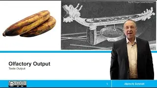 Olfactory and Taste Output