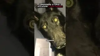 Are skinwalkers in the Appalachian Mountains getting bolder?