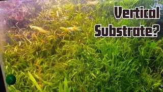 Build a soil wall! Membuat dinding tanah!  #aquascape #hijaurd