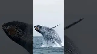 Humpback whales breaching off the coast of California. See linked video!