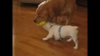 labrador and french bulldog playing