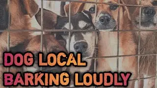 LOUD DOG LOCAL | DOG BARKING LOULDY