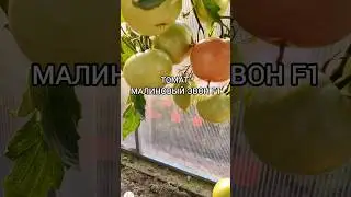 Томат Малиновый звон F1#томаты#помидоры#семена #хештег#семенамаркет #заказатьсемена