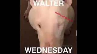 Dog Funny Moment Part 2
