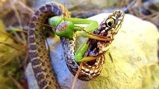 ES POR ESTO QUE LAS SERPIENTES TIENEN MIEDO A LAS MANTIS