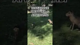 Неведомые зверушки из Аргентины. Кто это? Милота