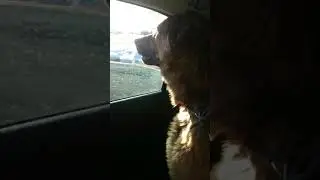 Немец в машине
