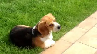 Cute beagle reaction to other beagles howling