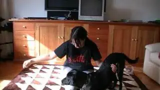 How to Train Your Dog to Bow