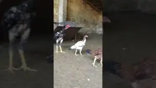Петя дакан, куры чу шамо