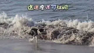 Is that how to walk the border collie near the border?
