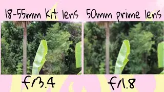 18-55mm kit lens vs 50mm prime lens background Blur test with canon 3000d dslr.