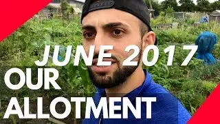Our Allotment Diary - 2017 Summer