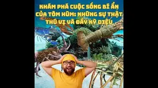 Khám Phá Cuộc Sống Bí Ẩn Của Tôm Hùm: Những Sự Thật Thú Vị Và Đầy Kỳ Diệu