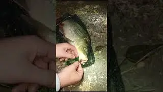 Ночной сазанчик, Кочеты - Пластунская #рыбалка #fishing #кочеты #kuban #сазан