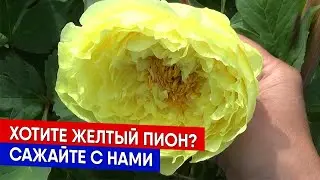 Хотите желтый пион? Сажайте с нами