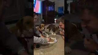 Bentley and Ellie make a dog cookie house