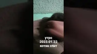 челендж "погладить котика" утро 22.01.2023
