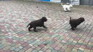 Щенки лаготто 3 месяца