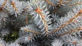 Ель колючая Блю Тренкет (Picea pungens Blue Trinket)