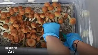 How Mushrooms Grow From Spore To Shroom | Insider Art