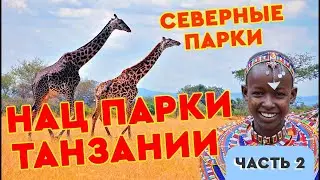 Туры в Африку 🌴 Сафари в северных национальных парках Танзании